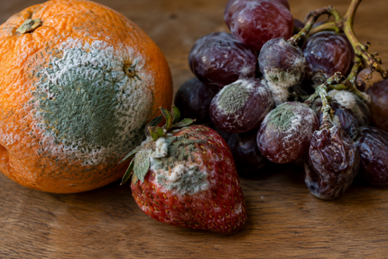 A Little Mould on Your Fruit: Cut It Off or Throw It Away?